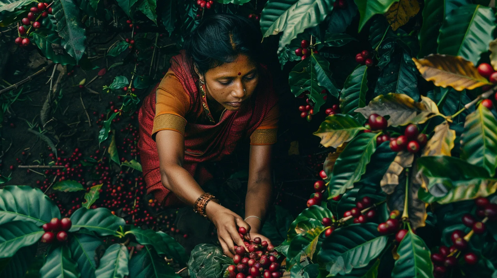 Coffee cherries growing among lush foliage at a shaded estate